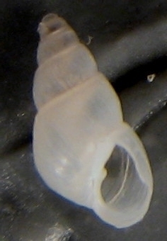 Altri  esemplari da Punta Sabbioni